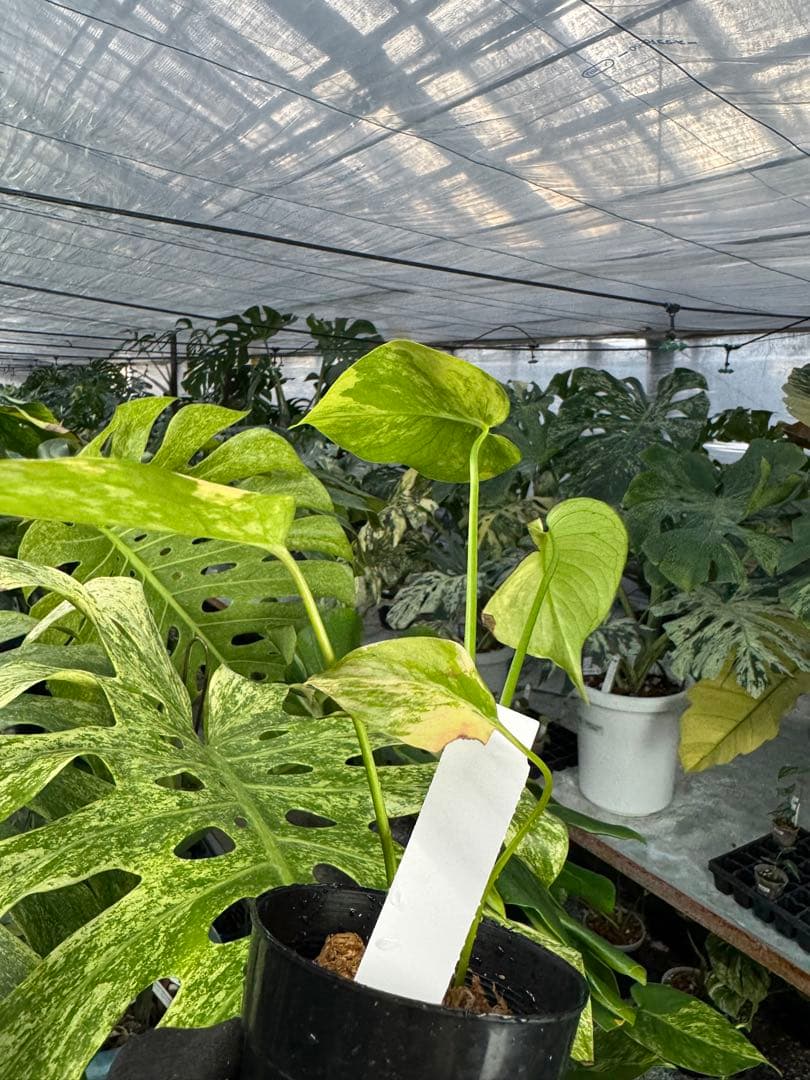 u*o様 K5モンステラ　イエローマリリン　黄斑入り