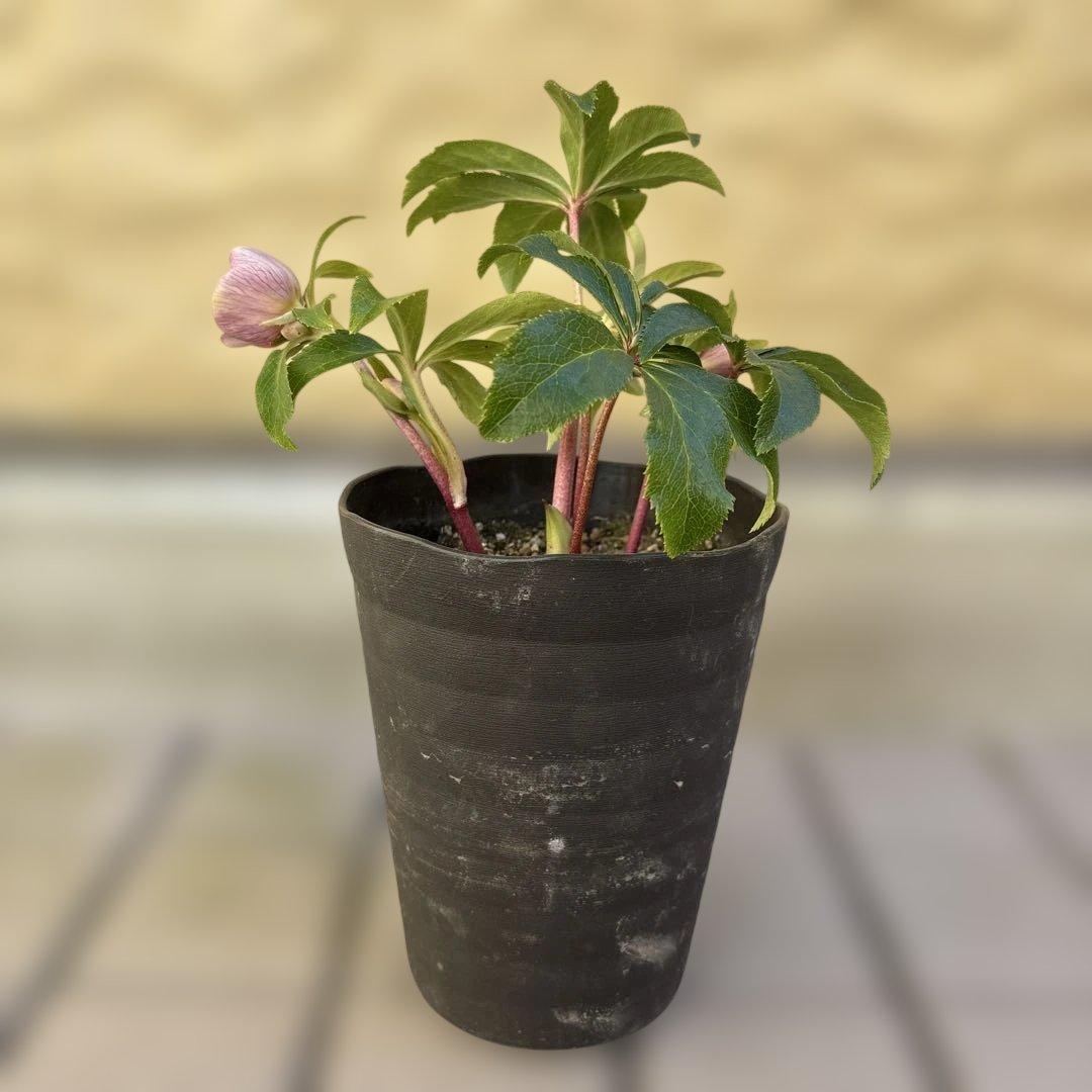 広瀬園芸 クリスマスローズ 開花株 匿名発送 ピンクオーレアセミダブル