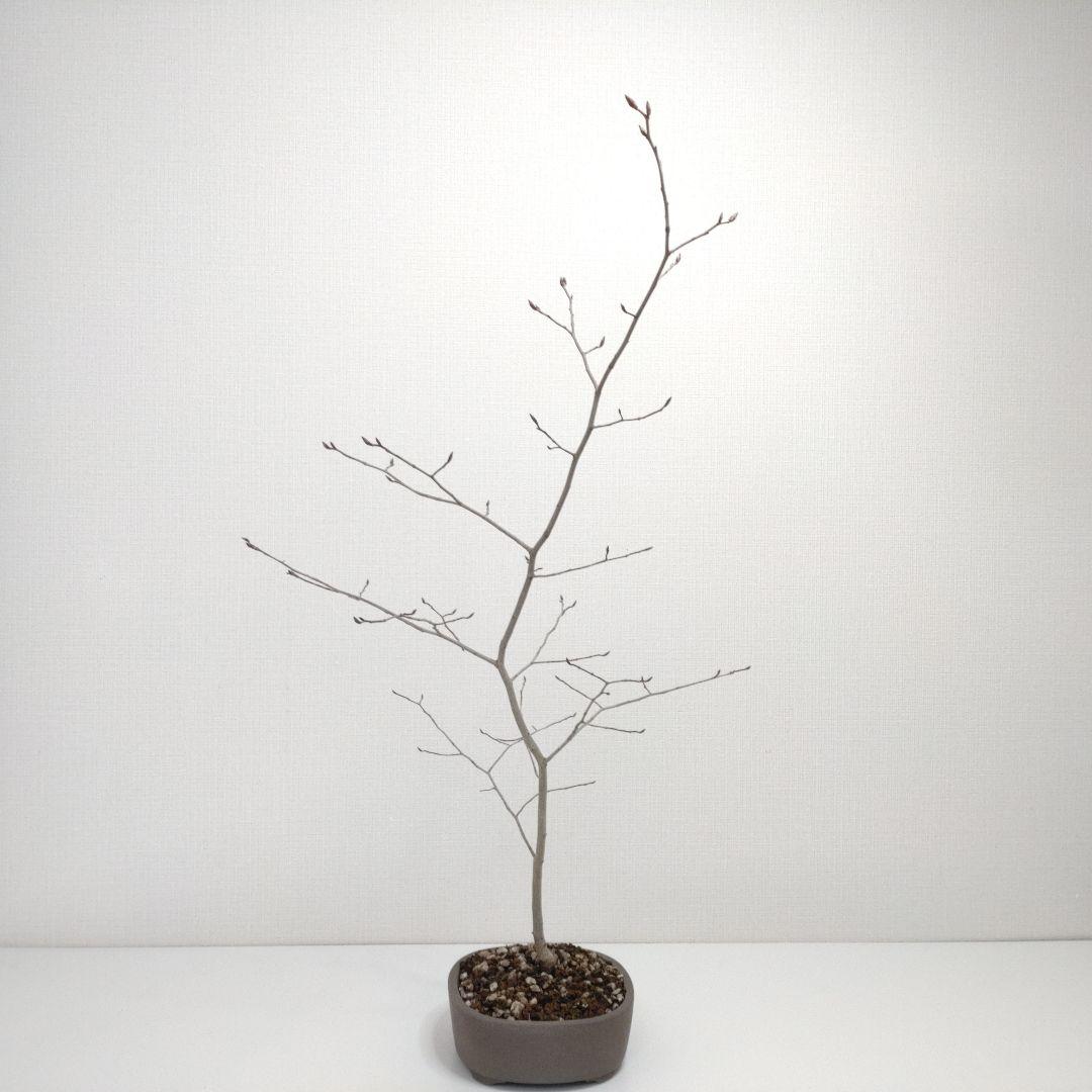 寒樹ヤマコウバシ盆栽 SS019