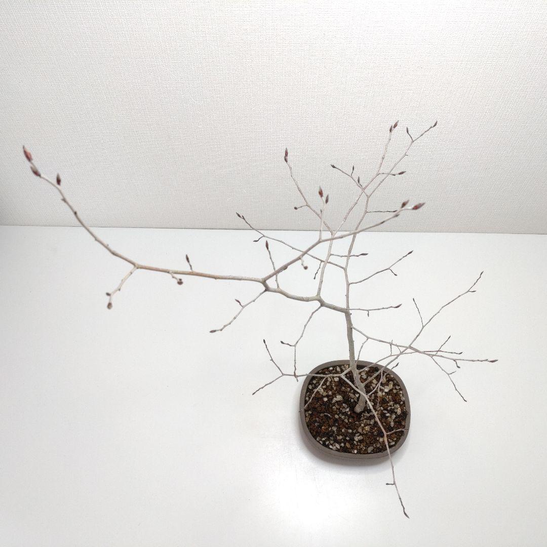 寒樹ヤマコウバシ盆栽 SS019