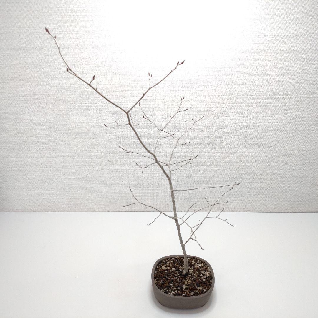 寒樹ヤマコウバシ盆栽 SS019