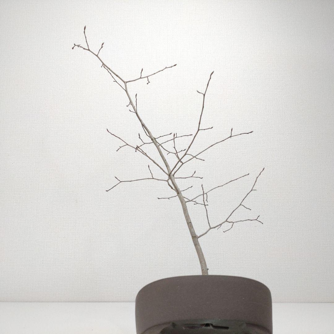 寒樹ヤマコウバシ盆栽 SS019