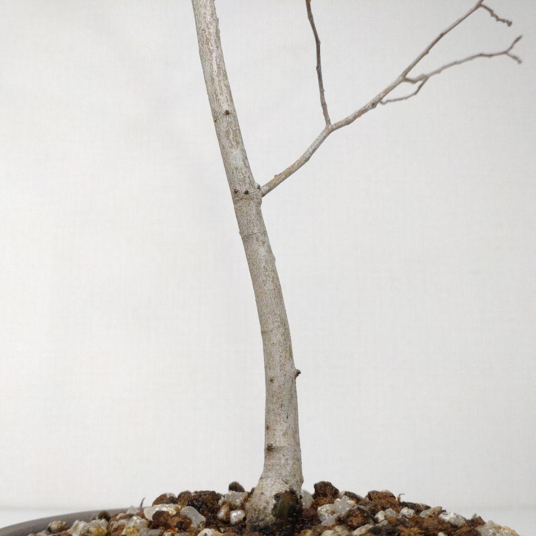 寒樹ヤマコウバシ盆栽 SS019