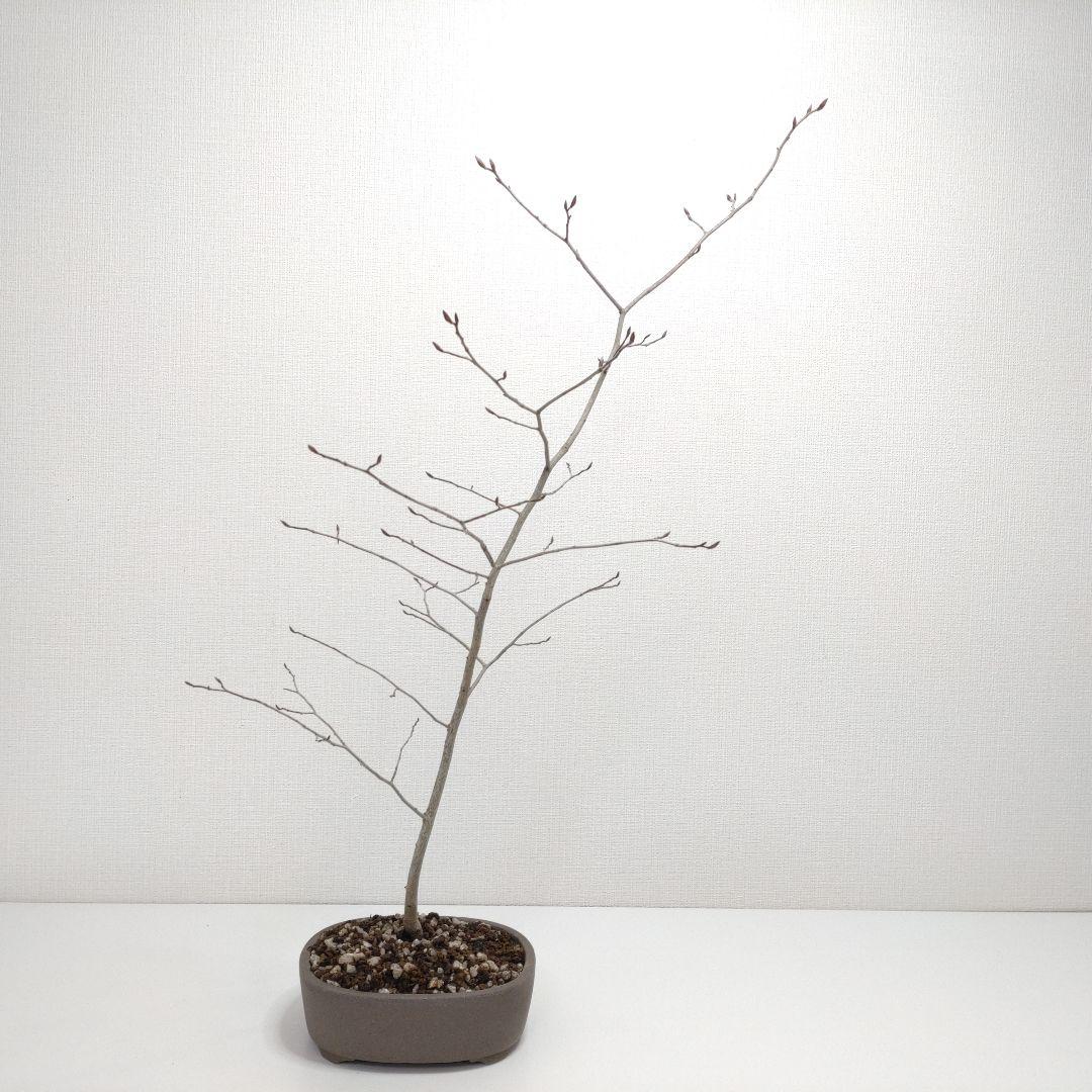 寒樹ヤマコウバシ盆栽 SS019