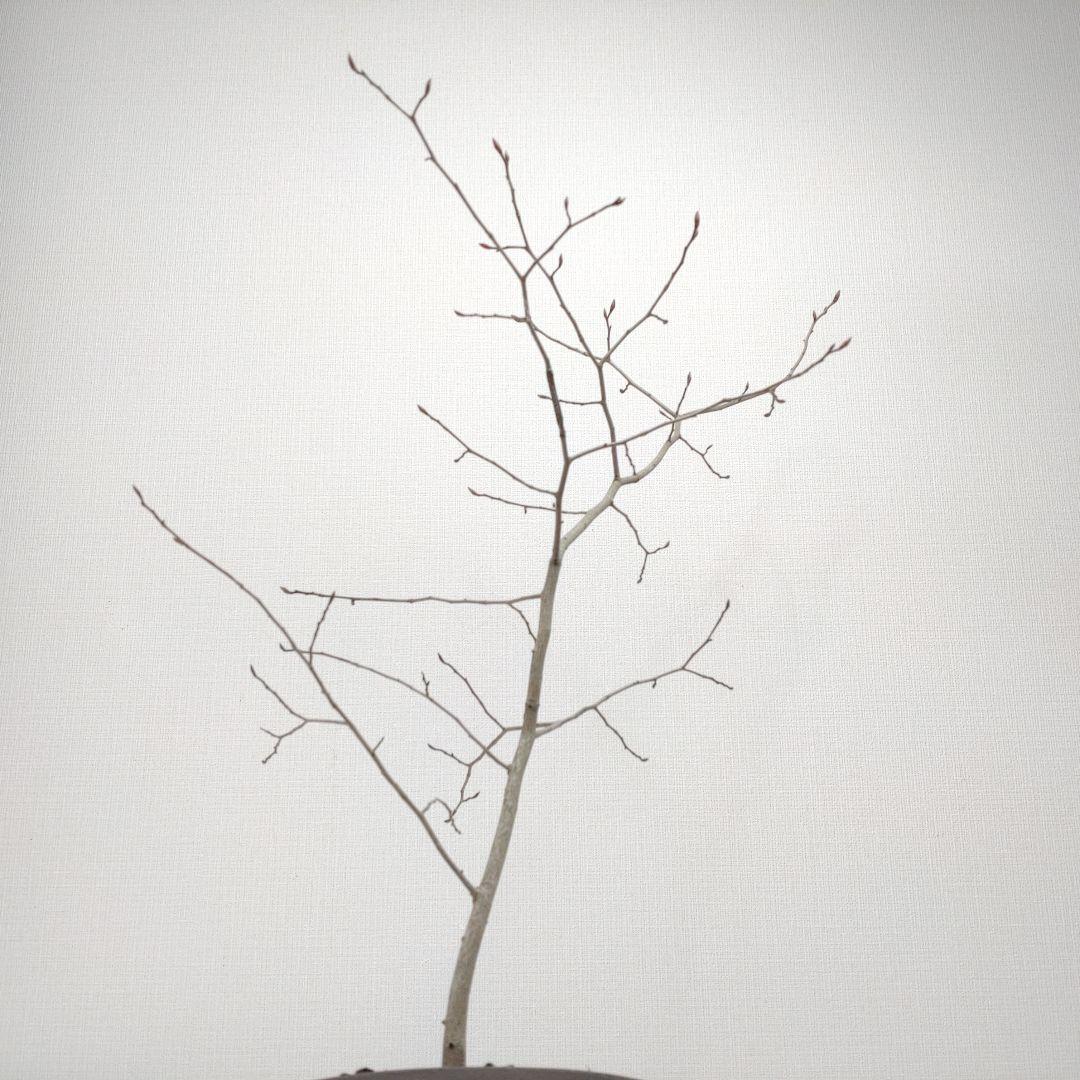 寒樹ヤマコウバシ盆栽 SS019