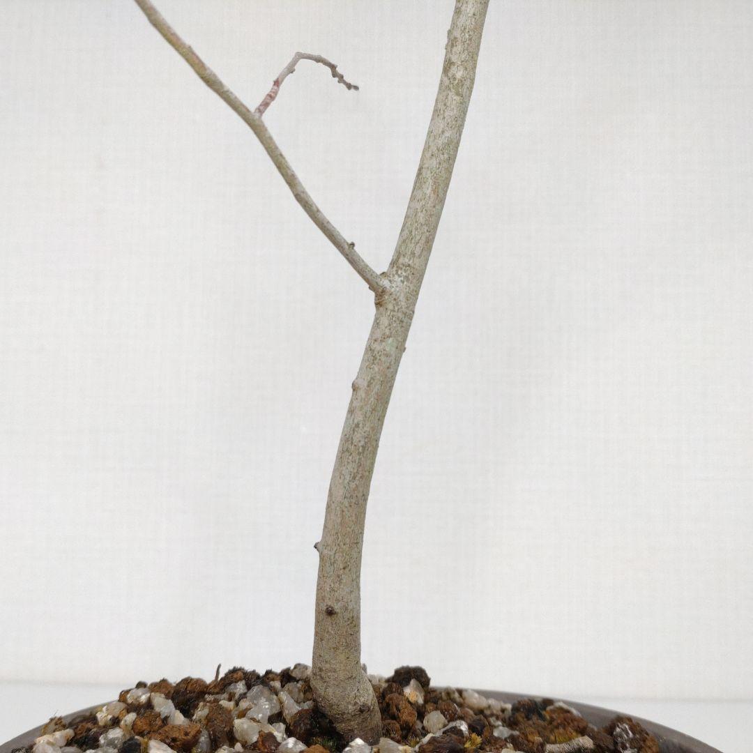 寒樹ヤマコウバシ盆栽 SS019