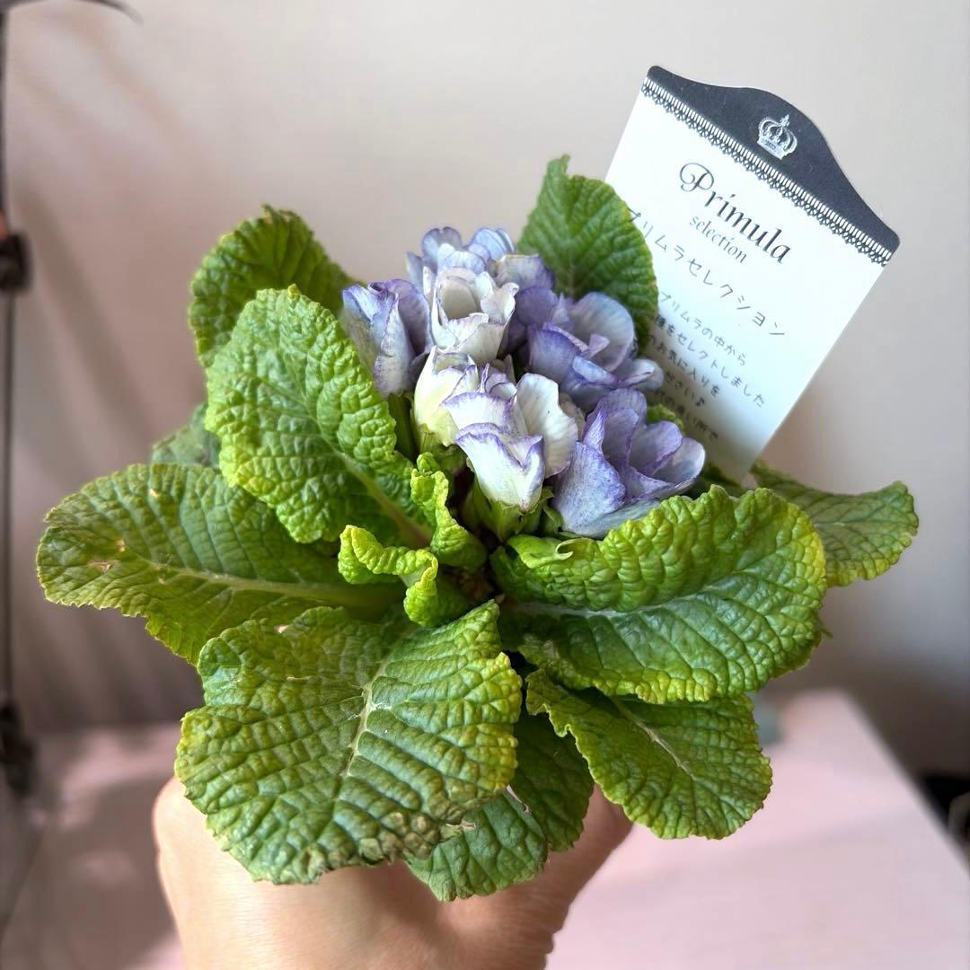 【K-plants】プリムラ　ブルーエッジ　ポット苗《2/5》