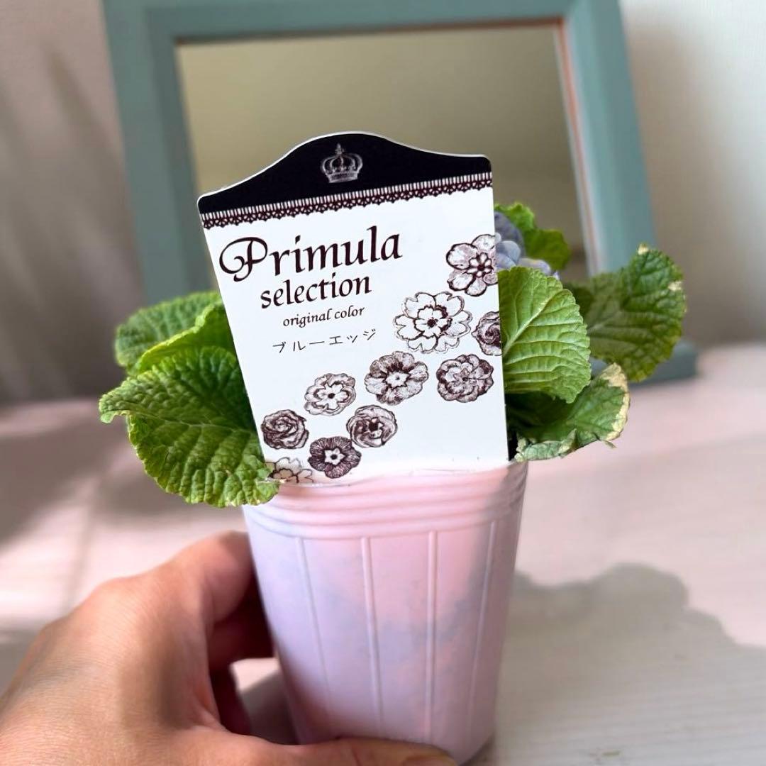 【K-plants】プリムラ　ブルーエッジ　ポット苗《2/5》