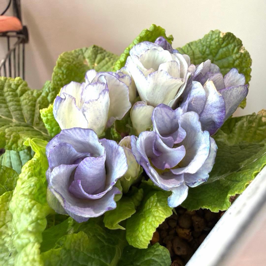 【K-plants】プリムラ　ブルーエッジ　ポット苗《2/5》