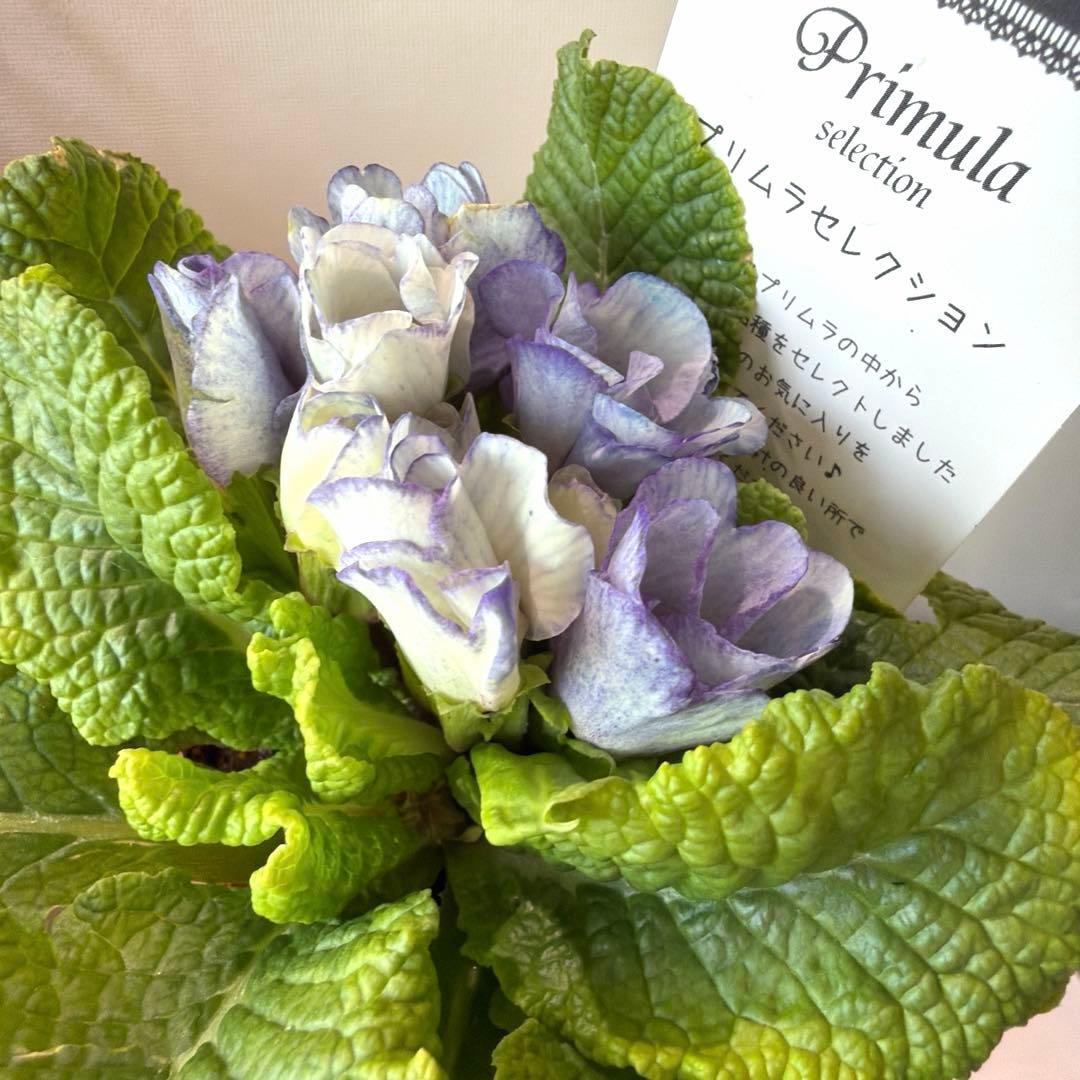 【K-plants】プリムラ　ブルーエッジ　ポット苗《2/5》