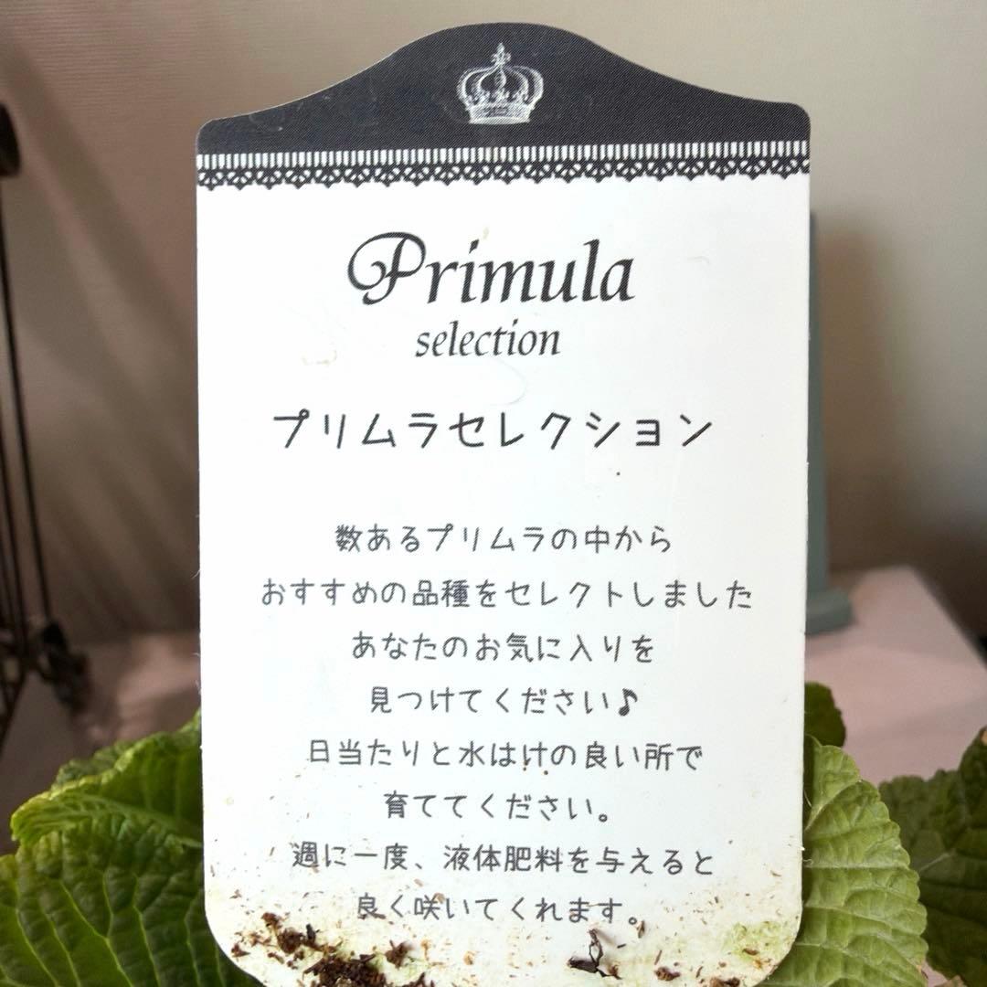 【K-plants】プリムラ　ブルーエッジ　ポット苗《2/5》