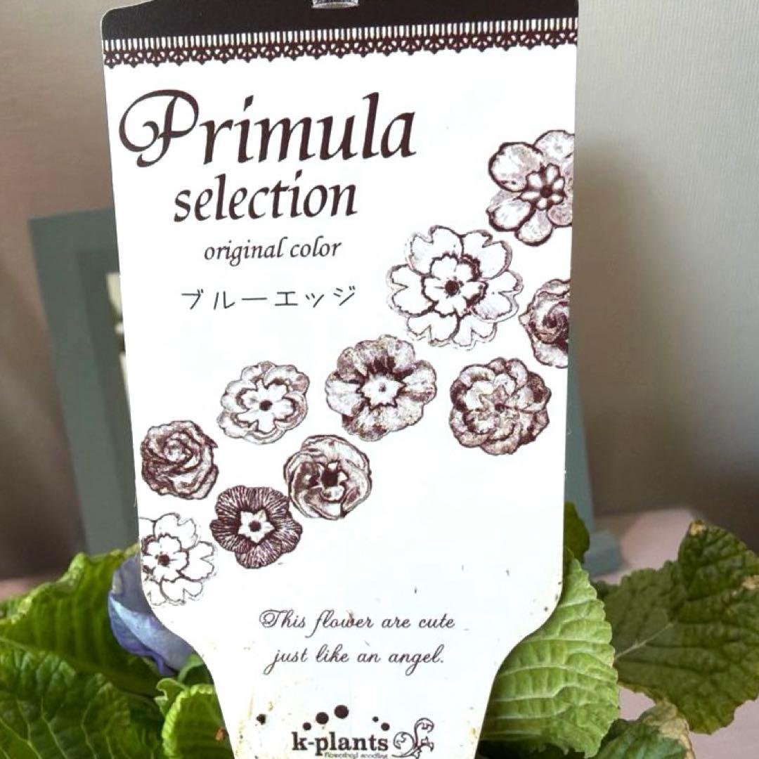 【K-plants】プリムラ　ブルーエッジ　ポット苗《2/5》