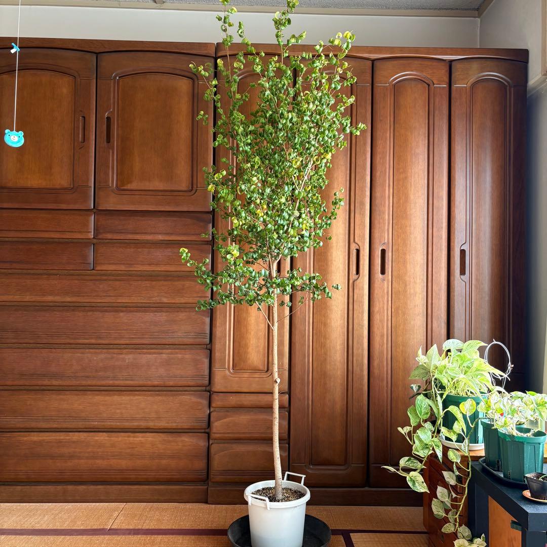 【直接引取限定】ベンジャミン・バロック 大株（高さ約2m・1本立ち）