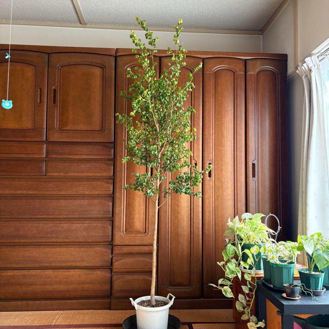 【直接引取限定】ベンジャミン・バロック 大株（高さ約2m・1本立ち）