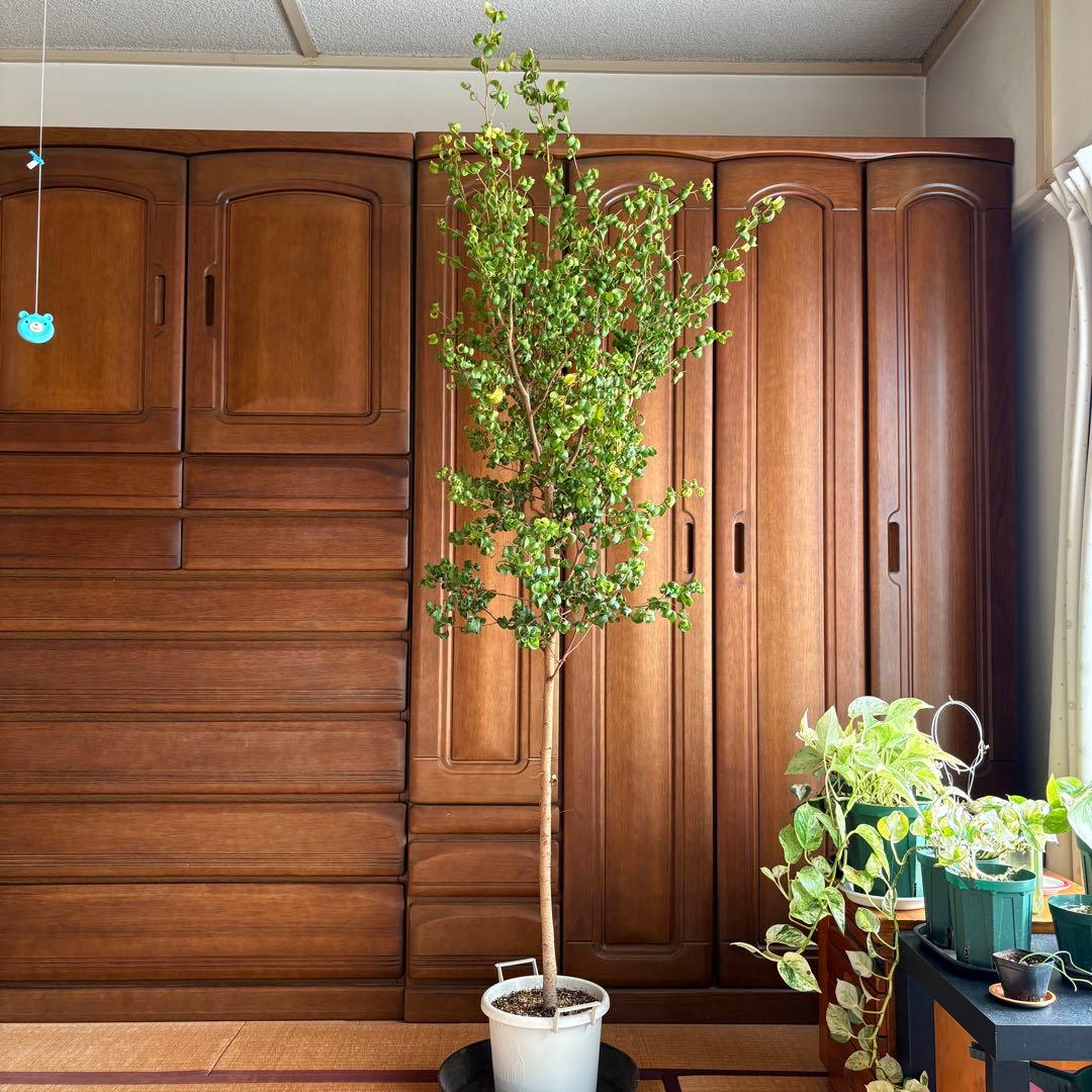 【直接引取限定】ベンジャミン・バロック 大株（高さ約2m・1本立ち）