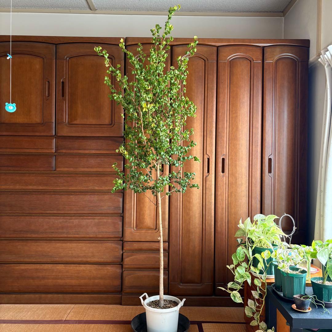 【直接引取限定】ベンジャミン・バロック 大株（高さ約2m・1本立ち）