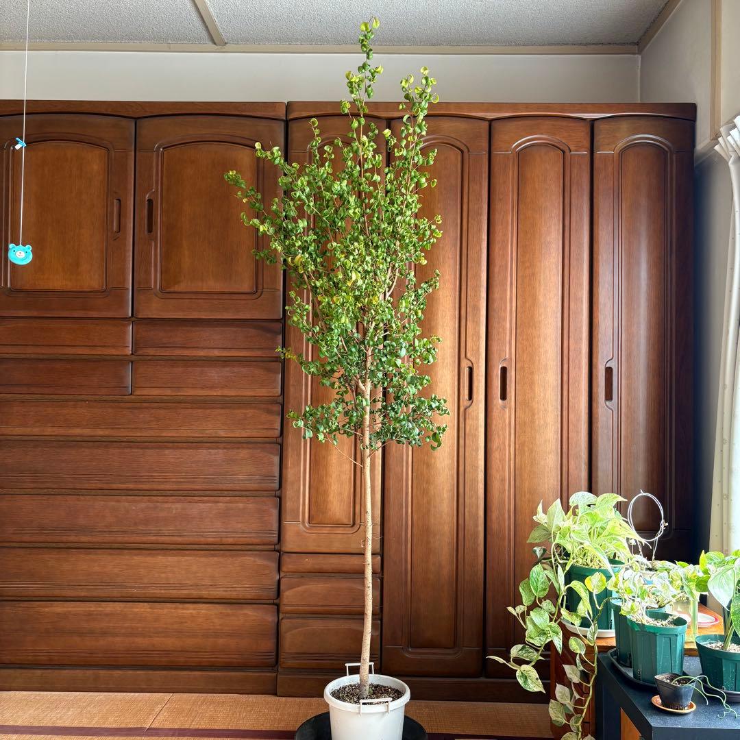 【直接引取限定】ベンジャミン・バロック 大株（高さ約2m・1本立ち）