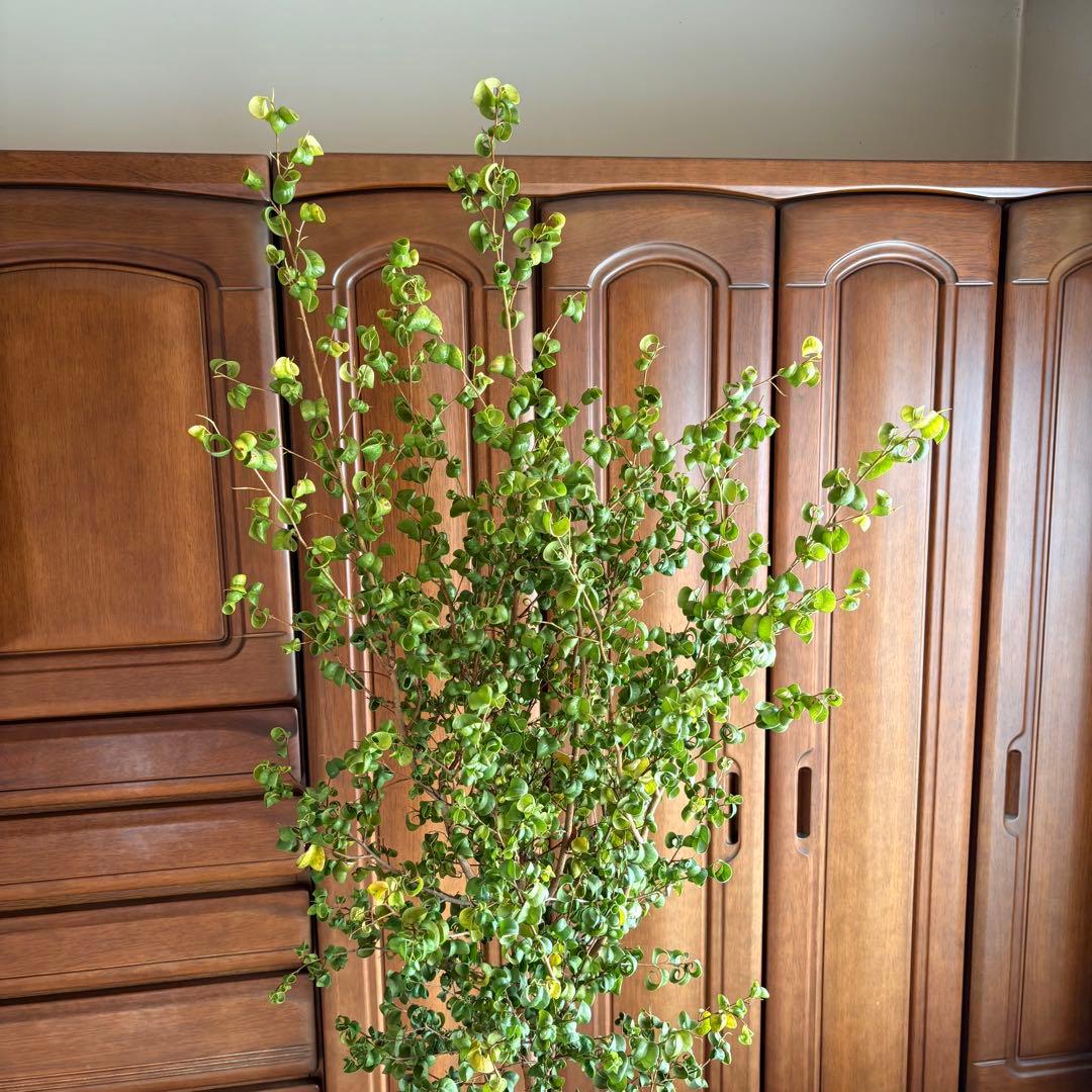 【直接引取限定】ベンジャミン・バロック 大株（高さ約2m・1本立ち）