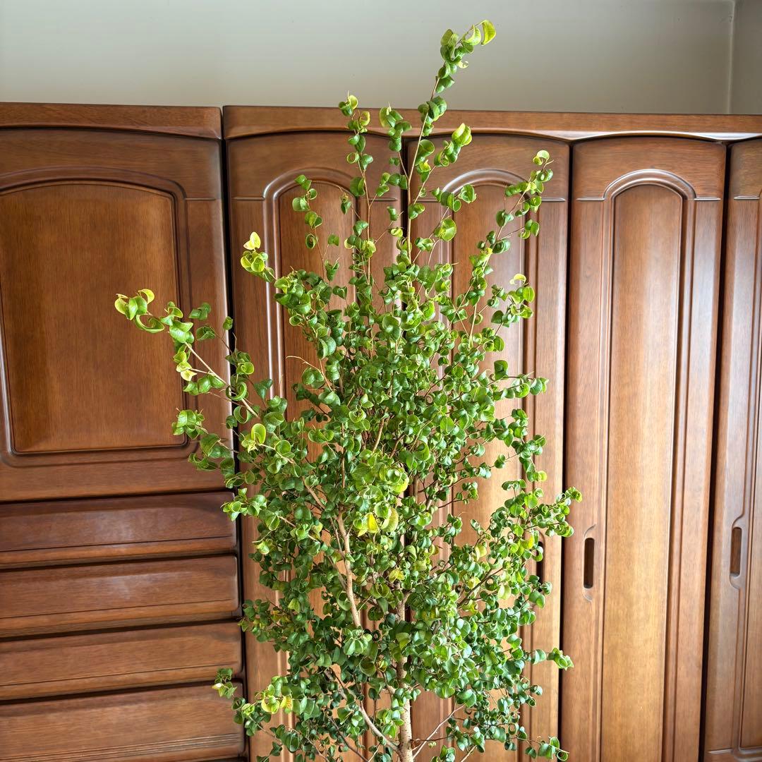 【直接引取限定】ベンジャミン・バロック 大株（高さ約2m・1本立ち）