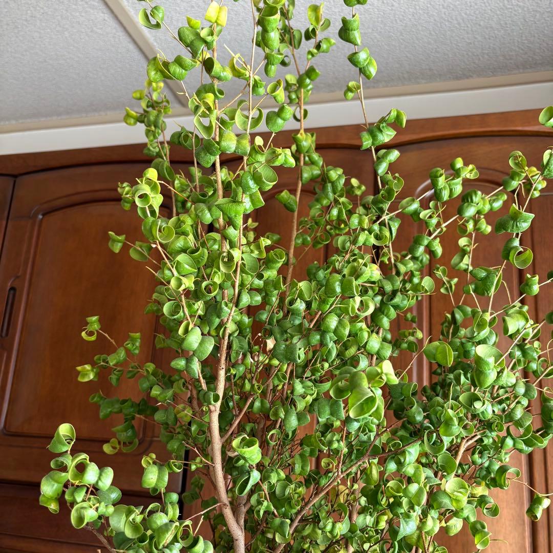 【直接引取限定】ベンジャミン・バロック 大株（高さ約2m・1本立ち）