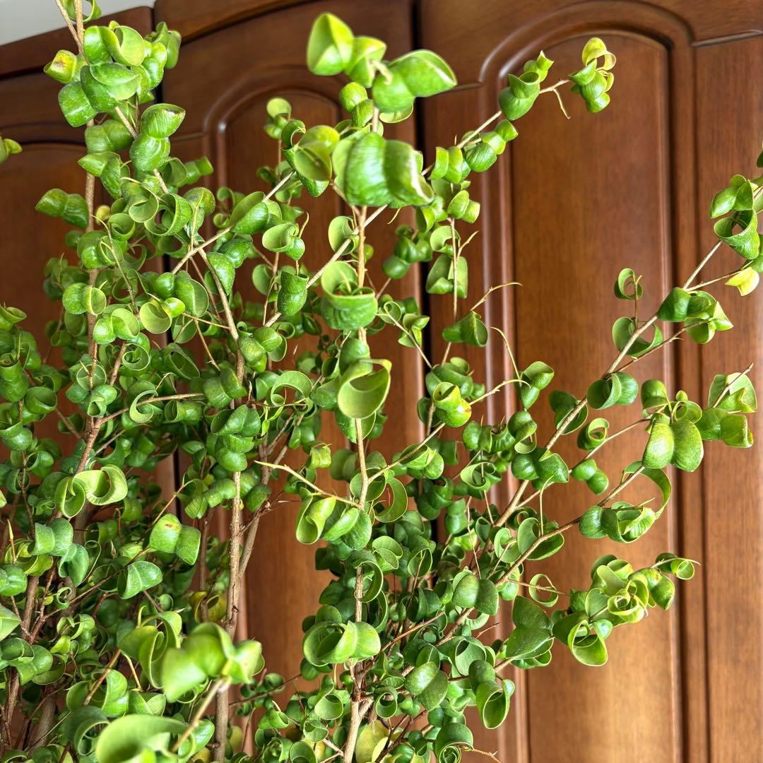 【直接引取限定】ベンジャミン・バロック 大株（高さ約2m・1本立ち）