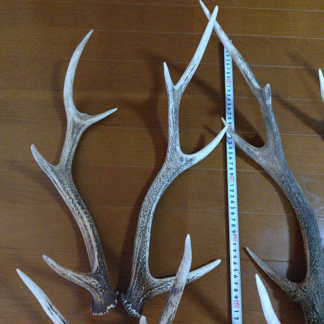 最終値下げ 約4.7kg 鹿の角 10本セット - メルカリ