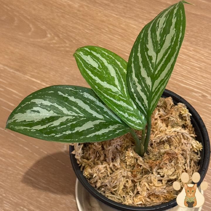 【美株・純血統子株】アグラオネマ・カーティシー 【親株直系】