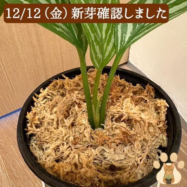 【美株・純血統子株】アグラオネマ・カーティシー 【親株直系】