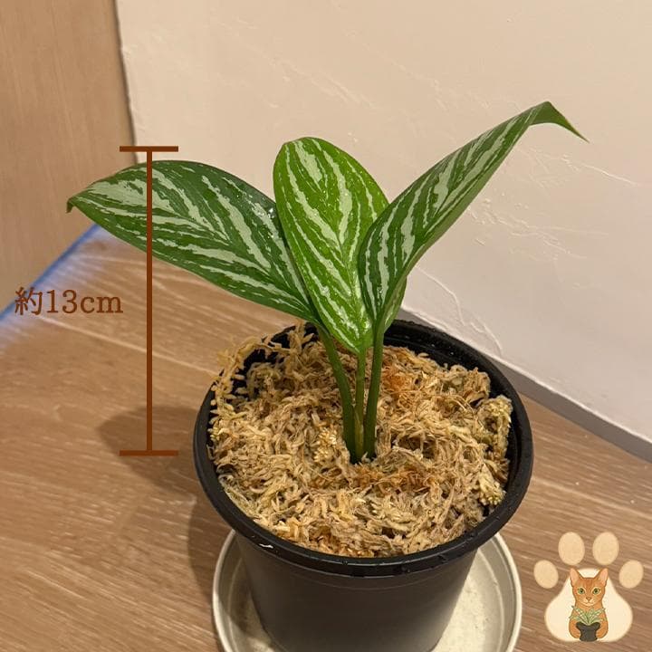 【美株・純血統子株】アグラオネマ・カーティシー 【親株直系】