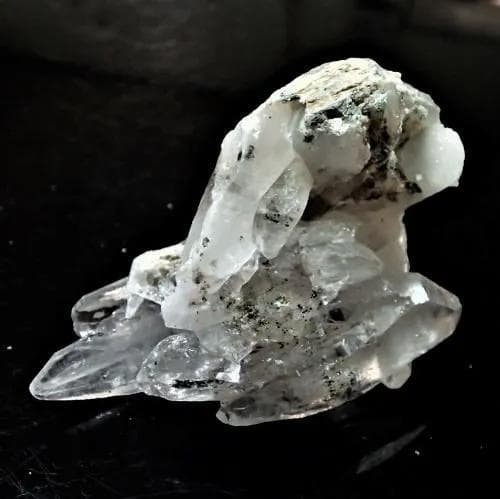 値下しました！ティップリン産クラスター53-3