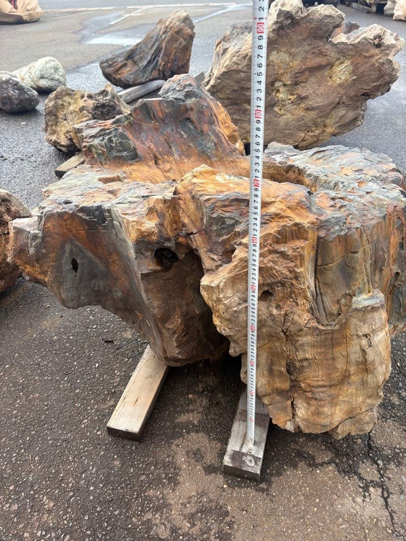 天然木化石 大型庭石 水鉢風オブジェ 直径90cm級