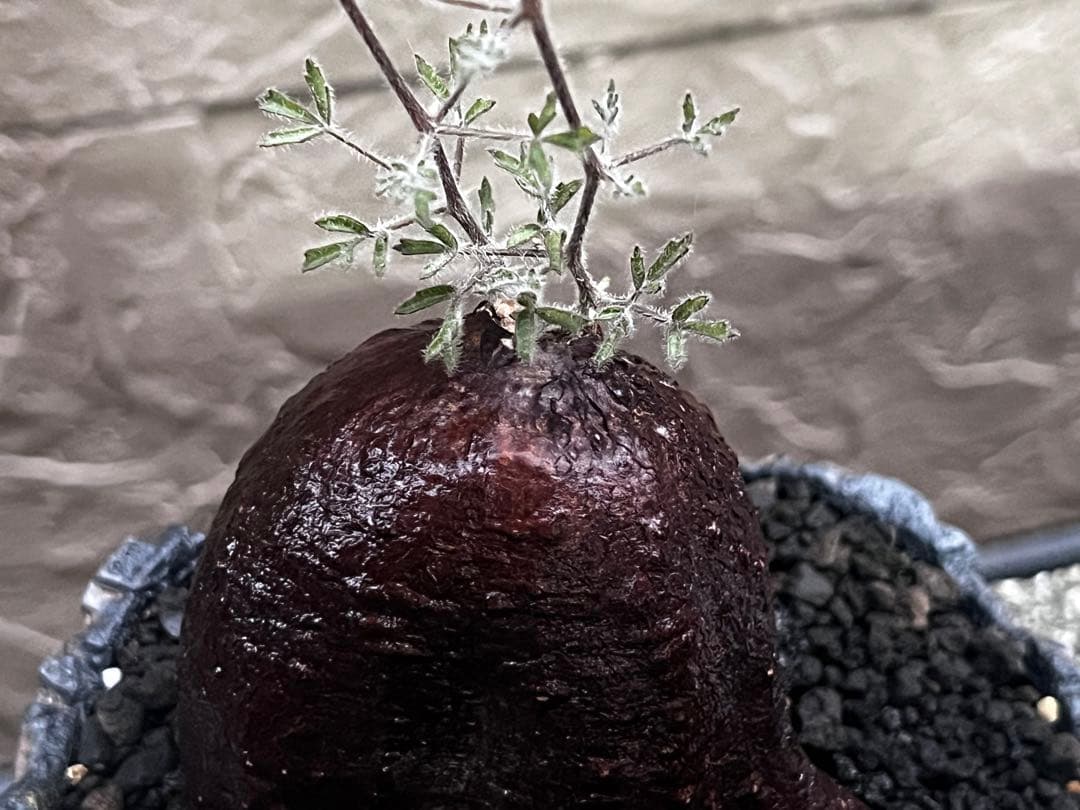 キフォステンマ　モンタグナッキー現地球　発根済