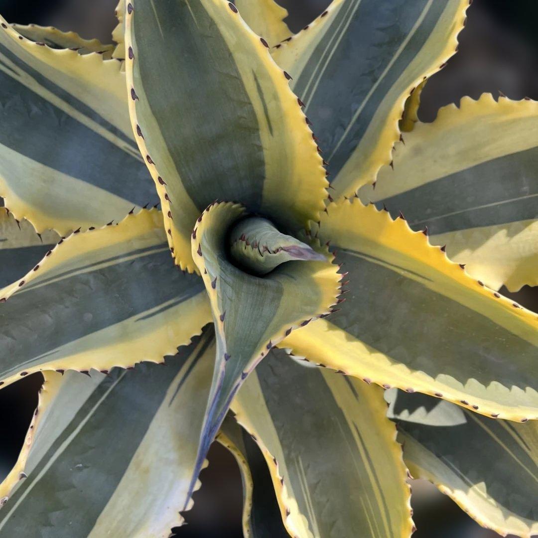 アガベ　リップルエフェクト　中株　幅56cm