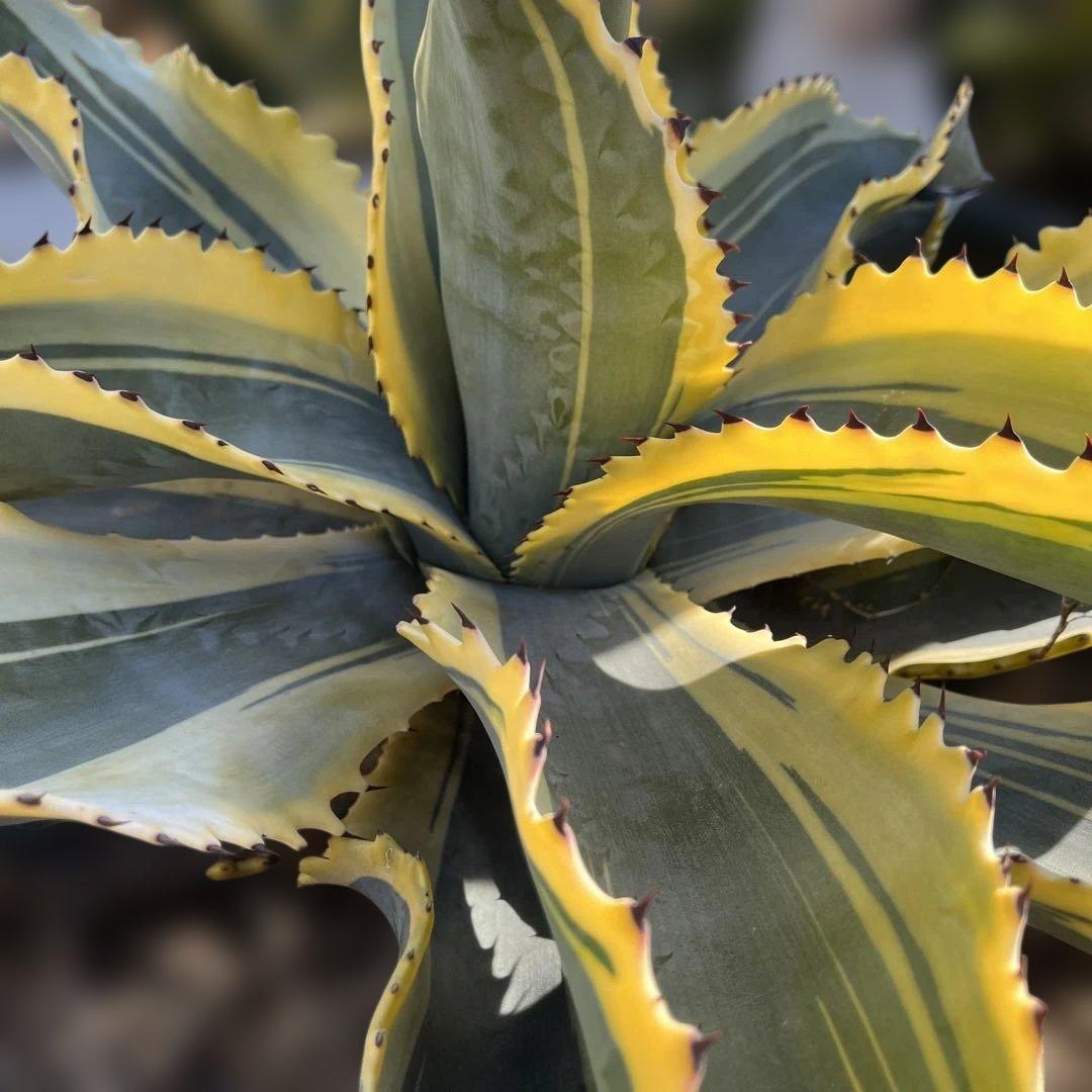 アガベ　リップルエフェクト　中株　幅56cm