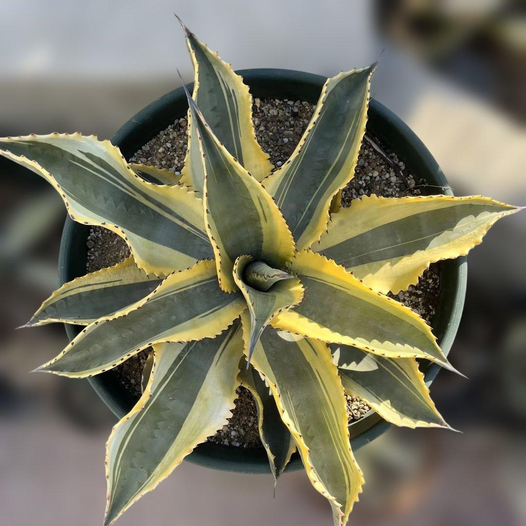 アガベ　リップルエフェクト　中株　幅56cm