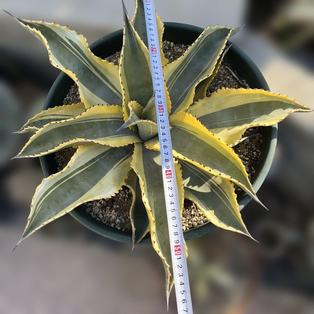 アガベ　リップルエフェクト　中株　幅56cm