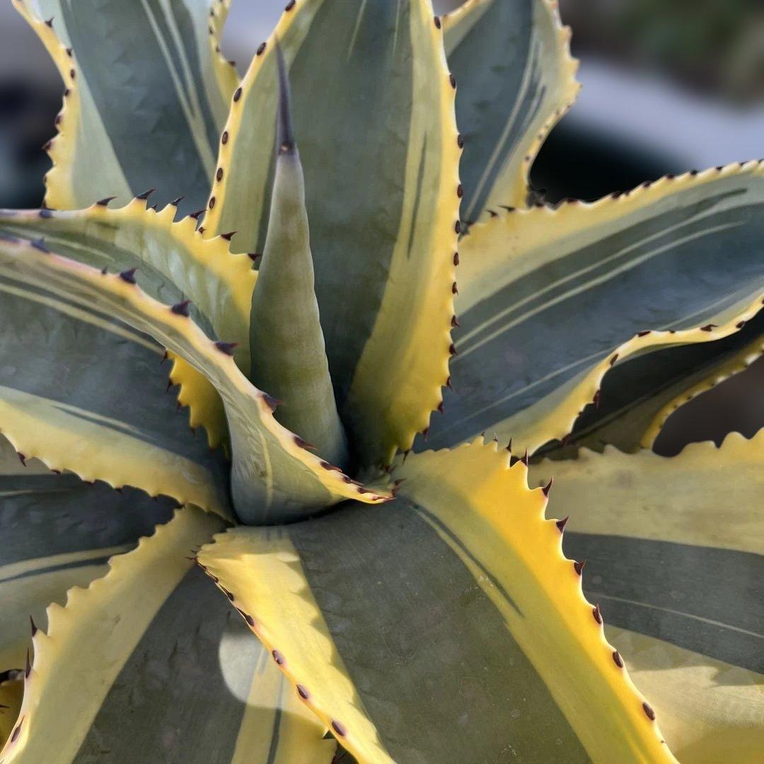 アガベ　リップルエフェクト　中株　幅56cm