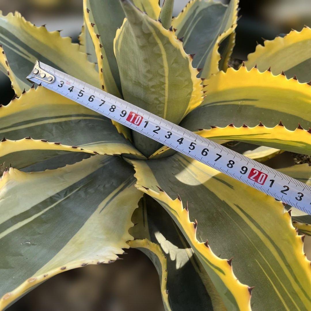 アガベ　リップルエフェクト　中株　幅56cm