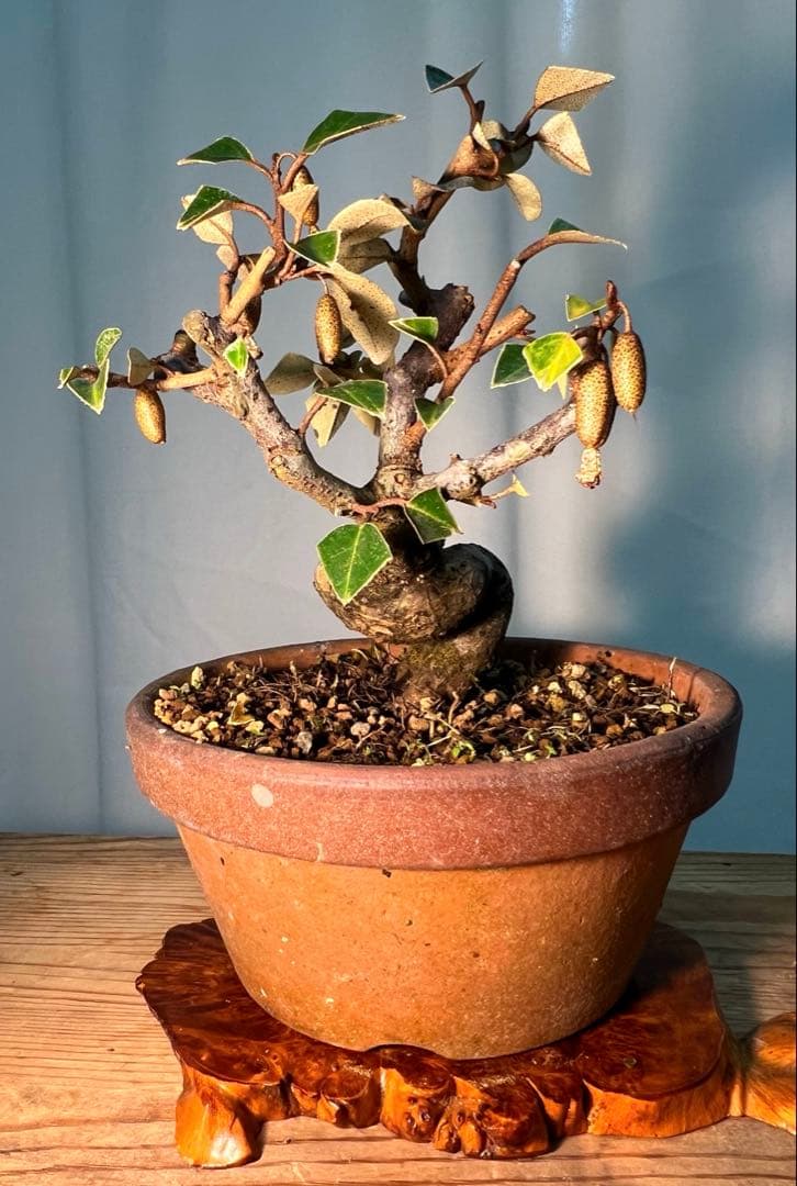 寒グミ　足元太くセクシーな立ち上がりです‼︎