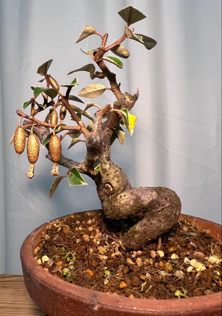 寒グミ　足元太くセクシーな立ち上がりです‼︎