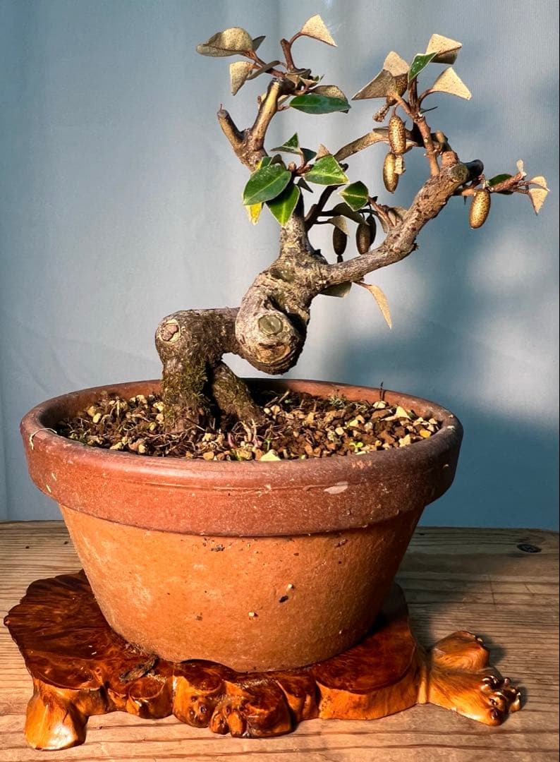 寒グミ　足元太くセクシーな立ち上がりです‼︎