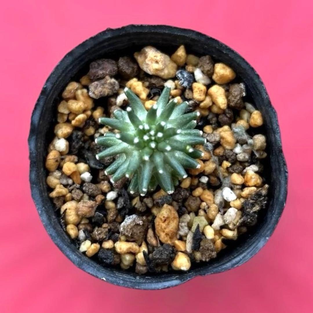 サボテン ペインテリー 抜き苗 - メルカリ