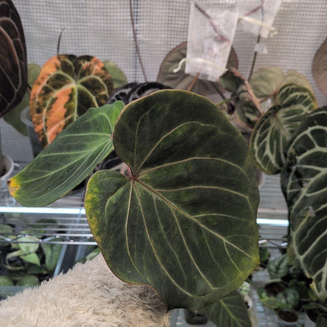 アンスリウム　KOS キングオブスペード