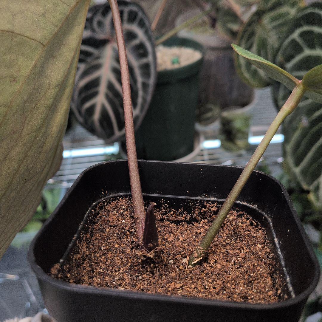 アンスリウム　KOS キングオブスペード