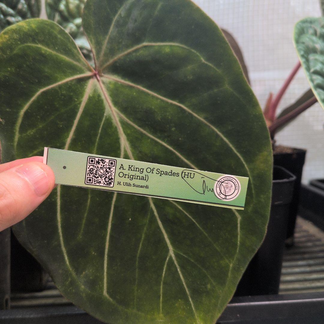 アンスリウム　KOS キングオブスペード