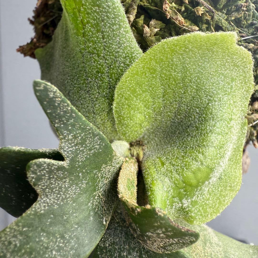 【胞子培養株】P.willinckii ‘Bacteria’ spored