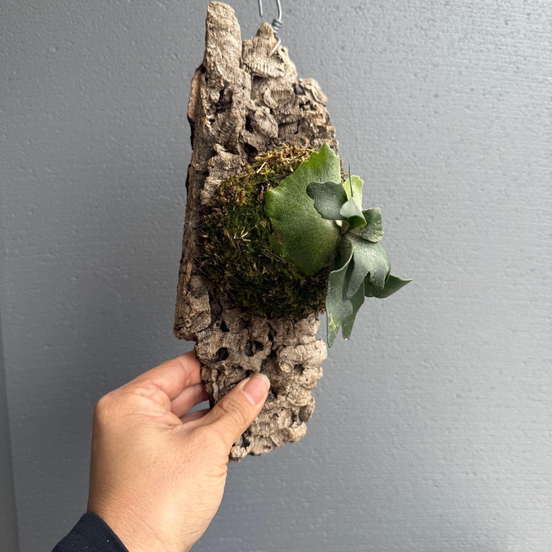 【胞子培養株】P.willinckii ‘Bacteria’ spored