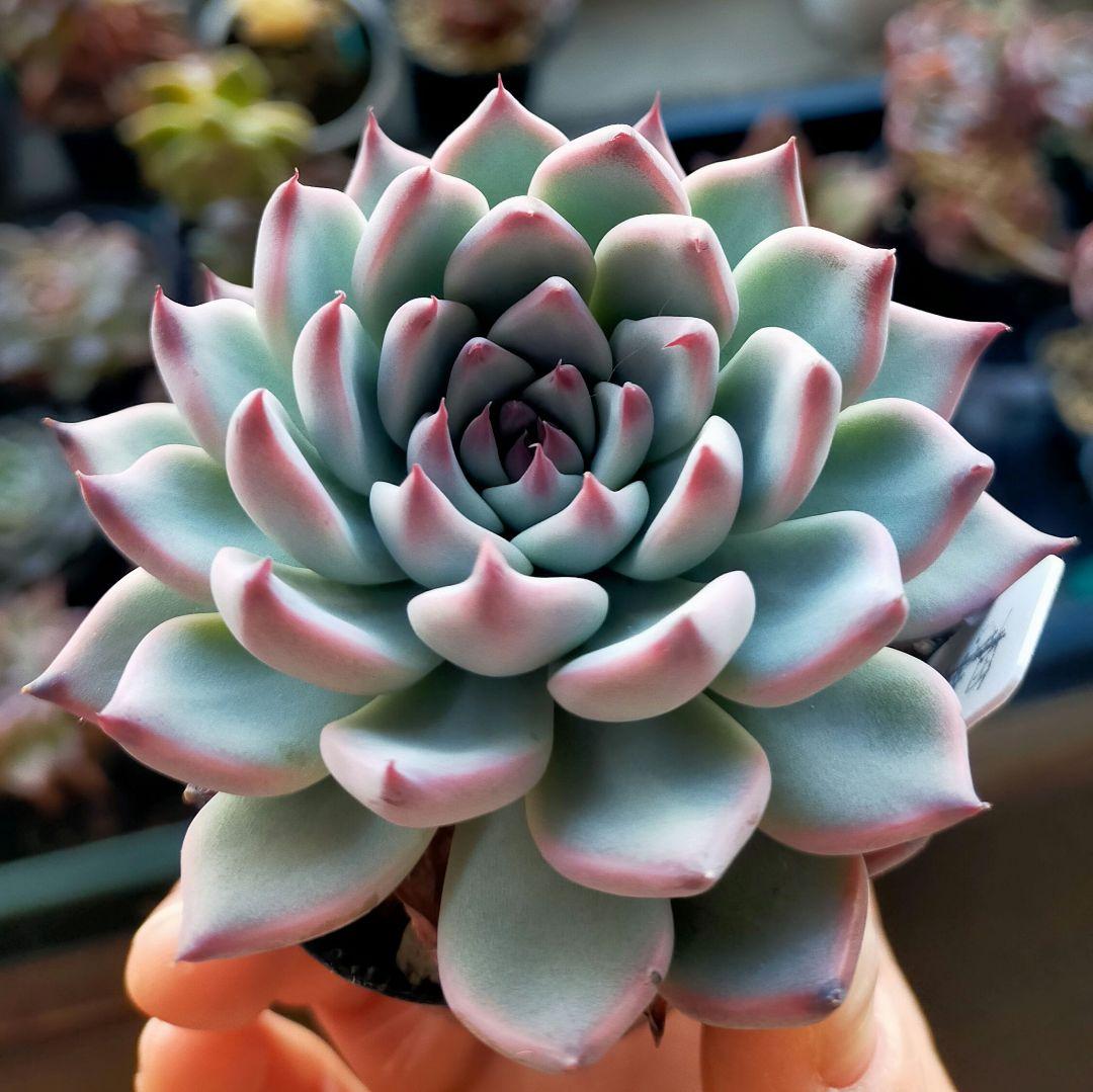 ヤ*ミ様 紫紺の矢 ミックスベリア おらいさん 土付き発送 多肉 - メルカリ