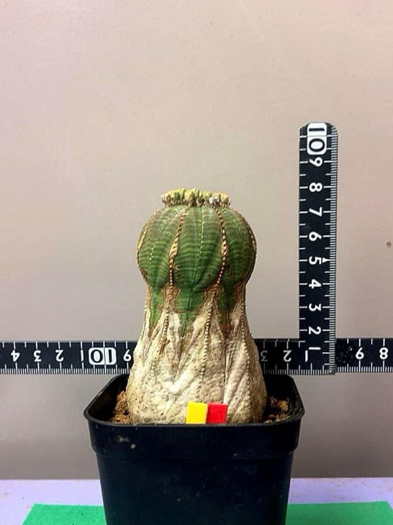 《3号YR》ユーフォルビア　オールド　オベサ　性別不明