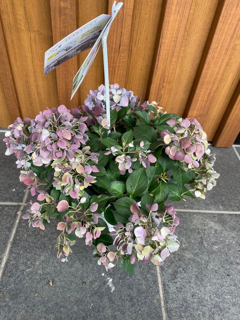 【花苗】5号大苗 PW 正規品 ラグランジア クリスタルヴェール2　現品発送　①